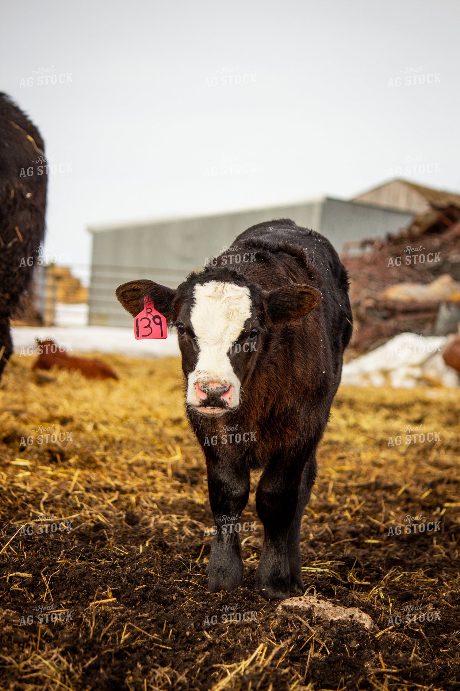 Black Baldy Cattle 155031
