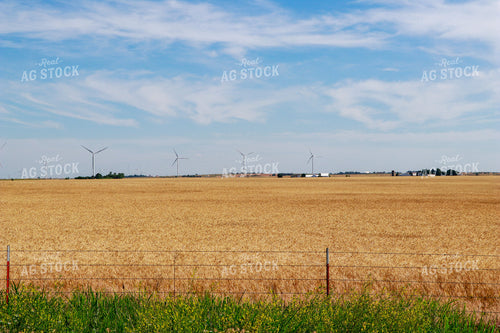 Dried Wheat Field 60010