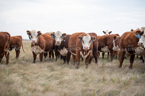 Hereford Cattle 212003