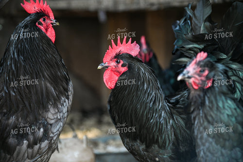 Chickens on Farmyard 90060