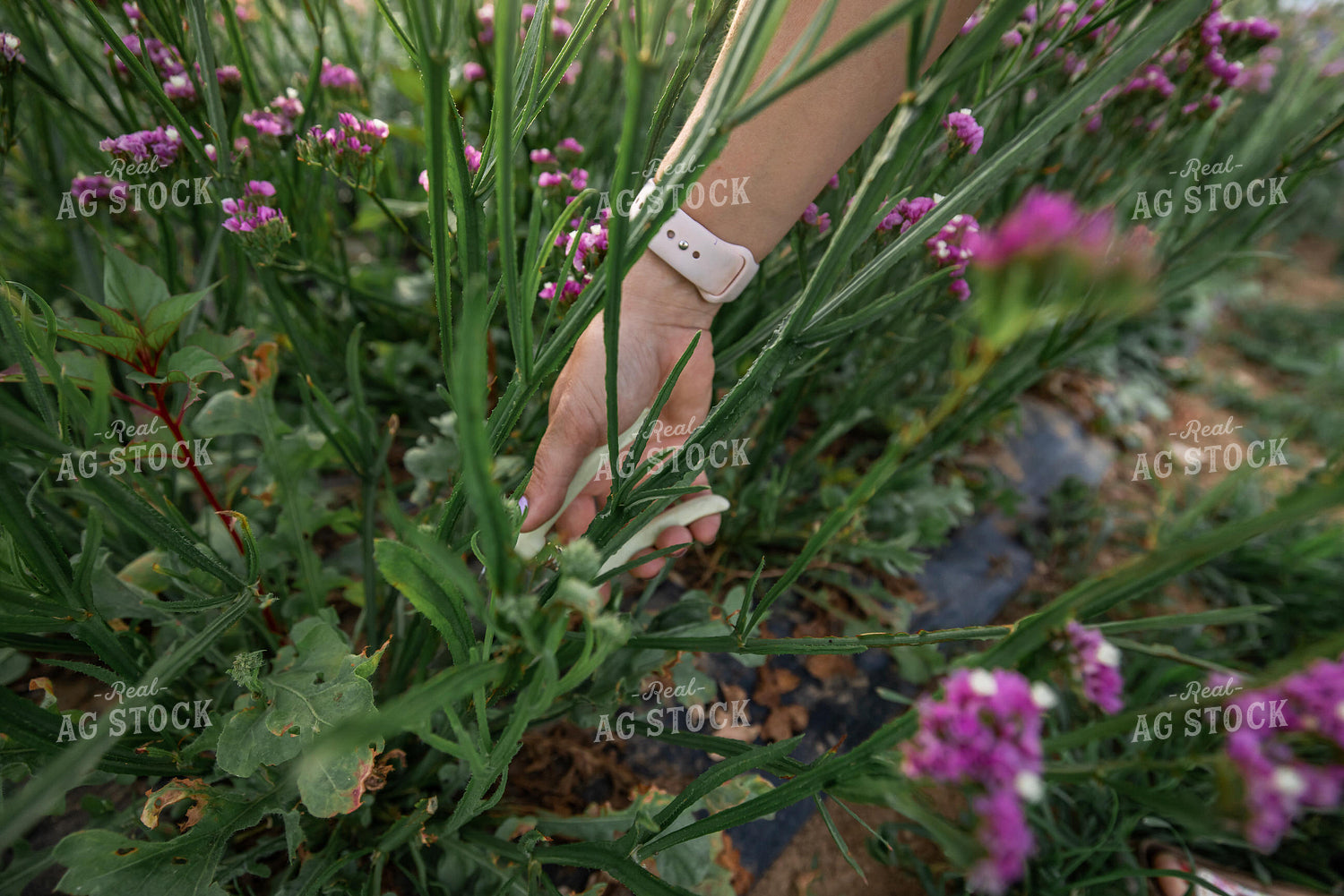 Flower Farm 270144