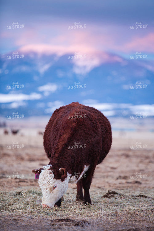 Hereford Cattle Grazes in Pasture 81137