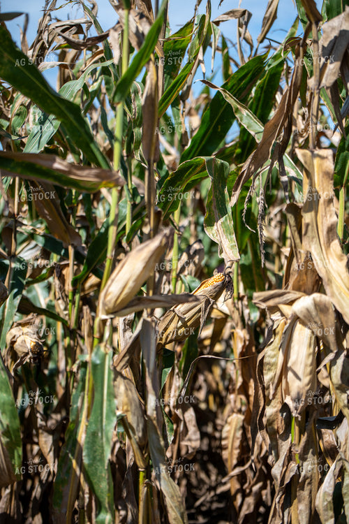Corn Field 193120