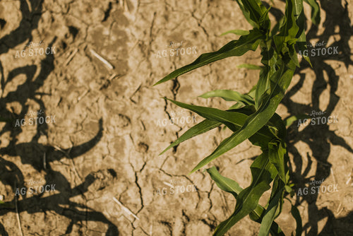 Corn Field 7850