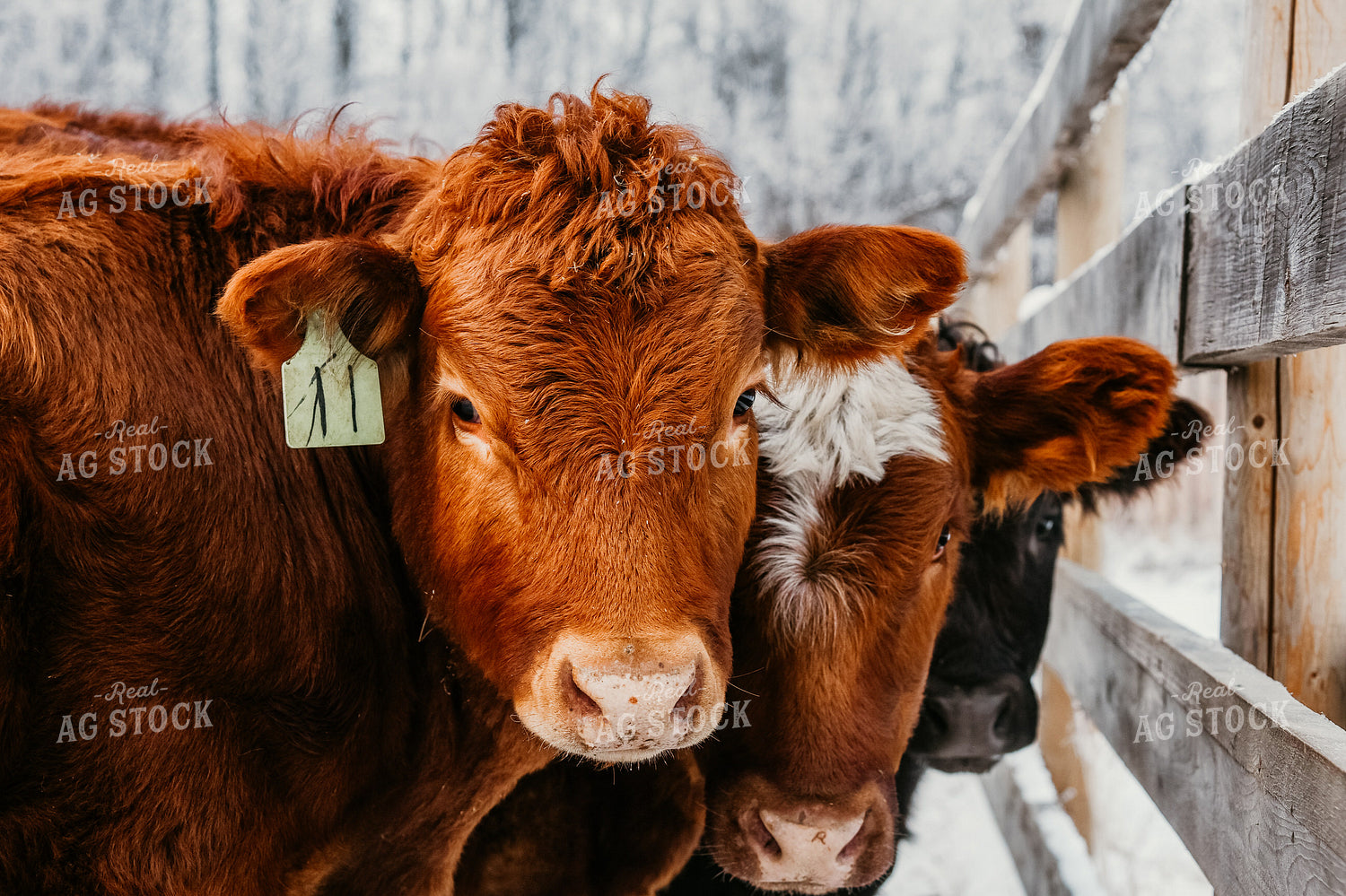 Cattle in Snowy Pen 64163