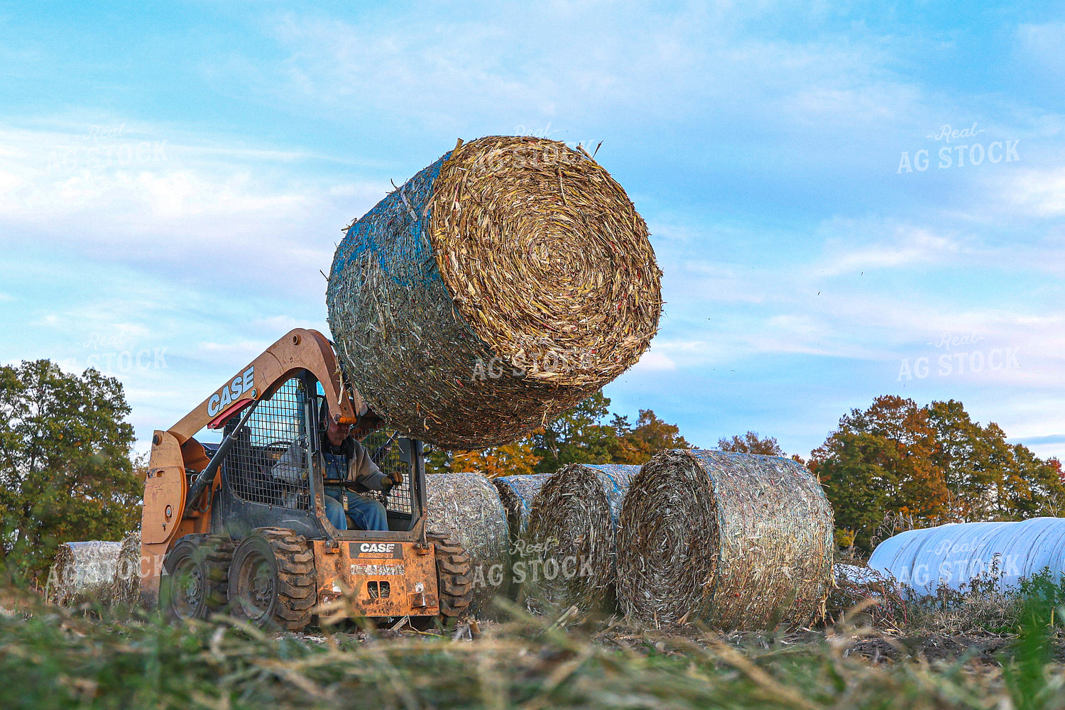 Moving Corn Stalk Bales 160366
