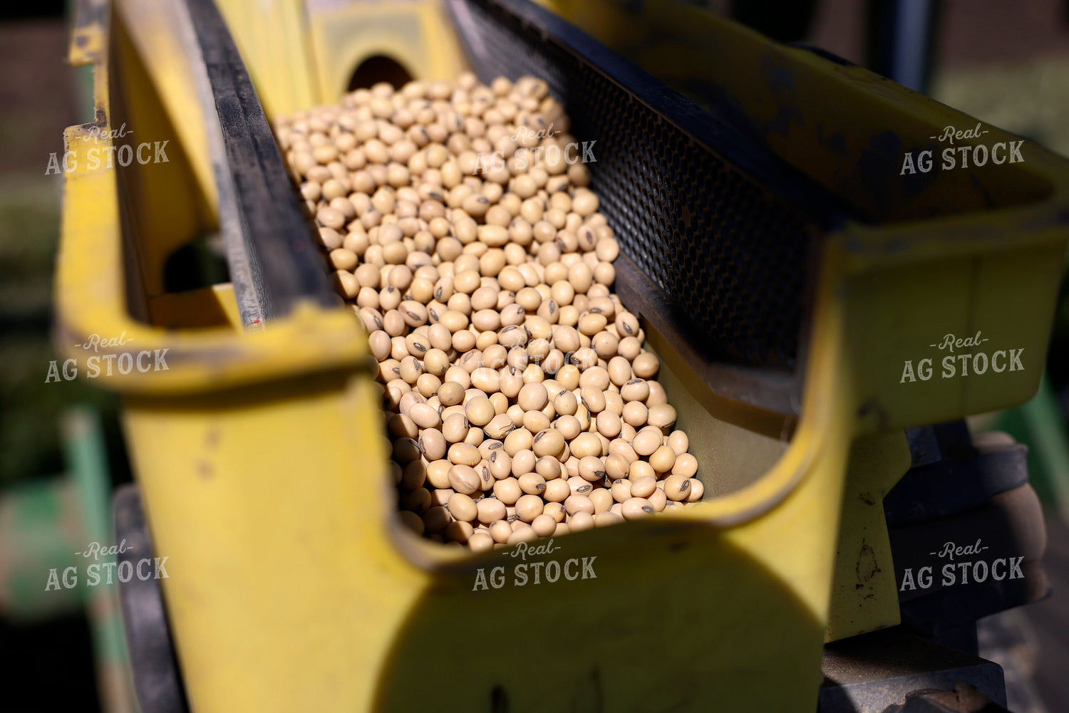 Seed in Planter Box 129091