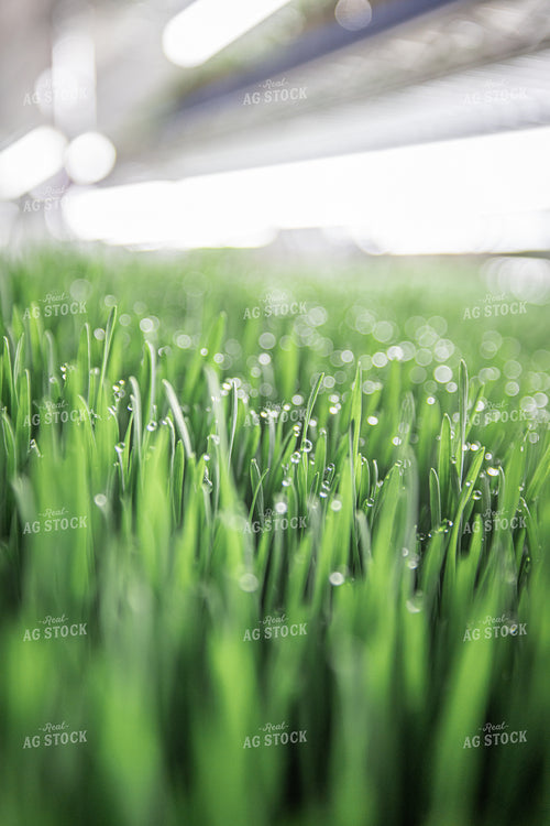 Microgreens 270433