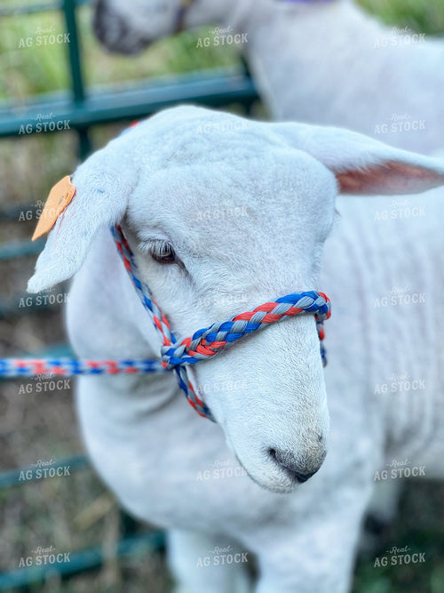 Show Sheep 141169