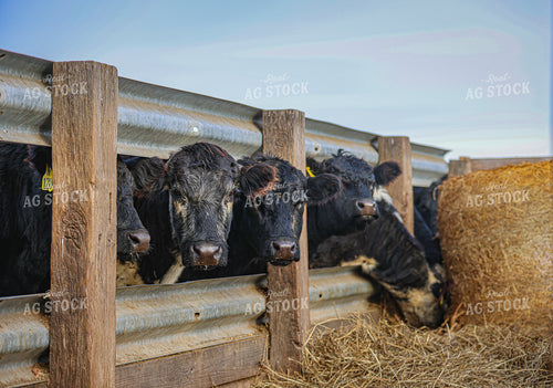 Cattle 160038