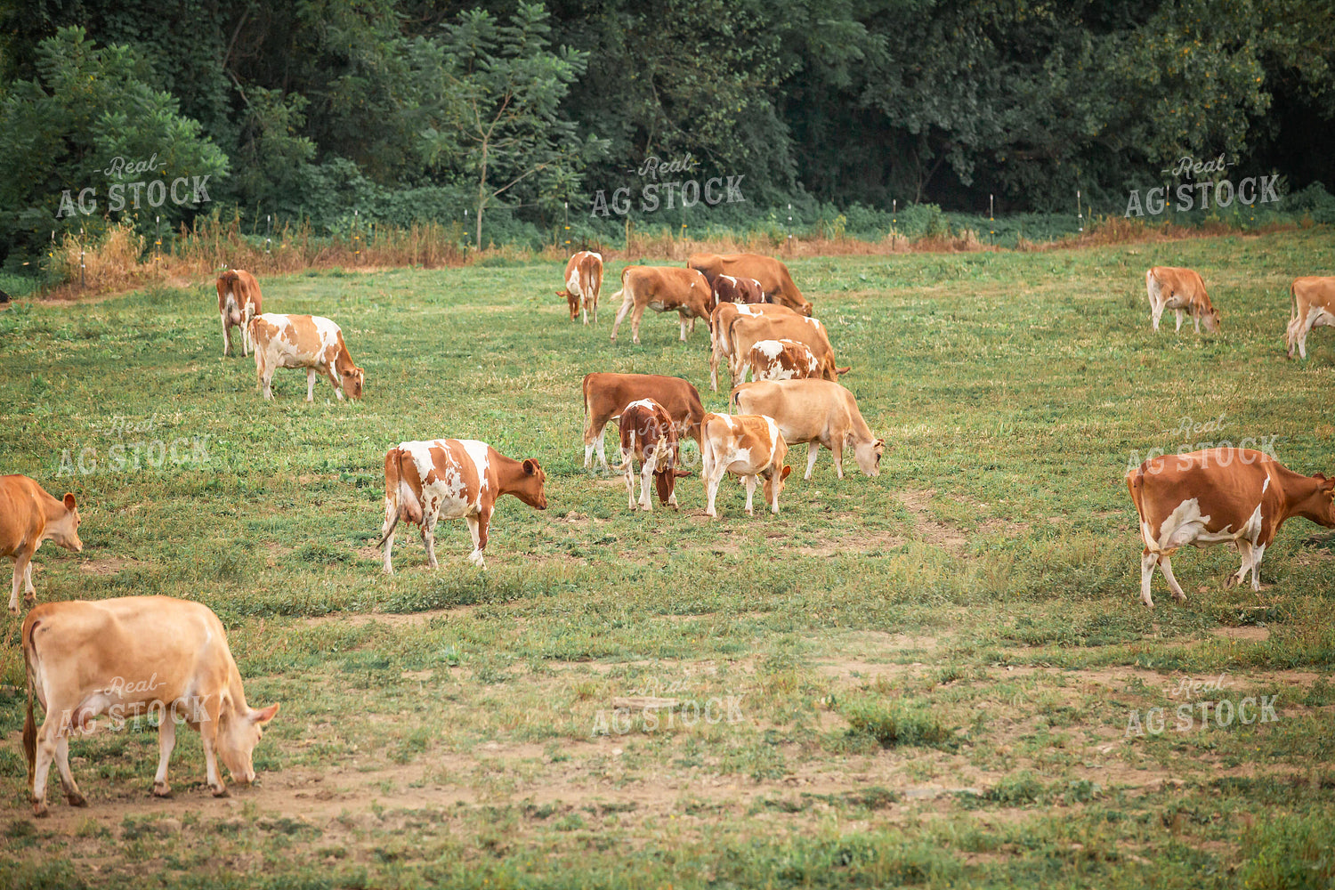 Guernsey Dairy Cows 270584