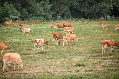 Guernsey Dairy Cows 270584