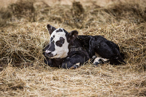 Calf 138143