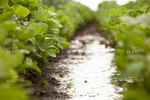 Soybeans - Mid-Season 1492