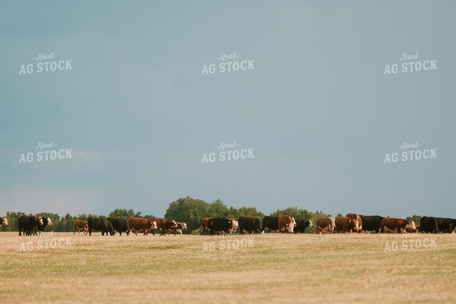 Cattle Herd 125418