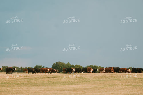 Cattle Herd 125418