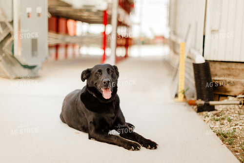 Farm Dog 9333