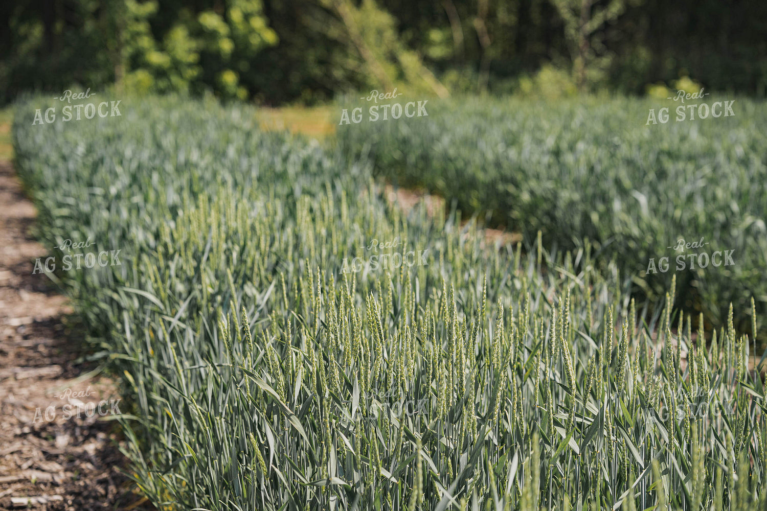 Wheat Field 91038