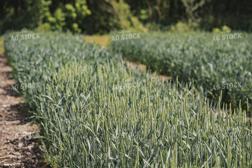 Wheat Field 91038