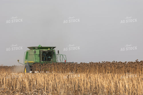 Combine Harvesting Sunflowers 72120