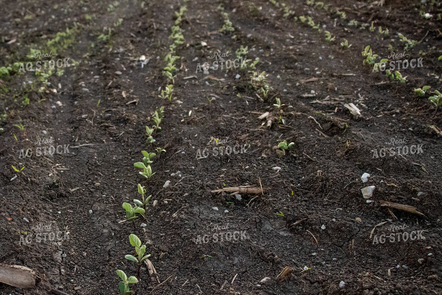 Early Stage Soybeans 67118