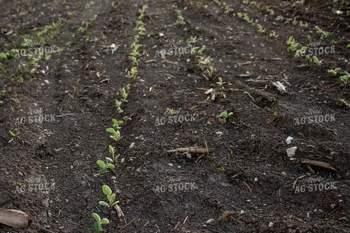 Early Stage Soybeans 67118