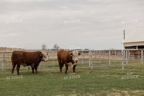 Hereford Bulls 205119