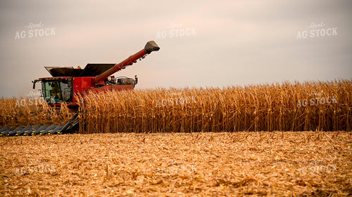 Combine Harvesting Corn 25590