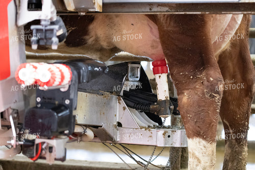 Robotic Milking Unit in Action 271001
