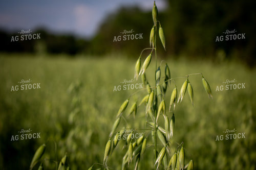 Midseason Oats 214237
