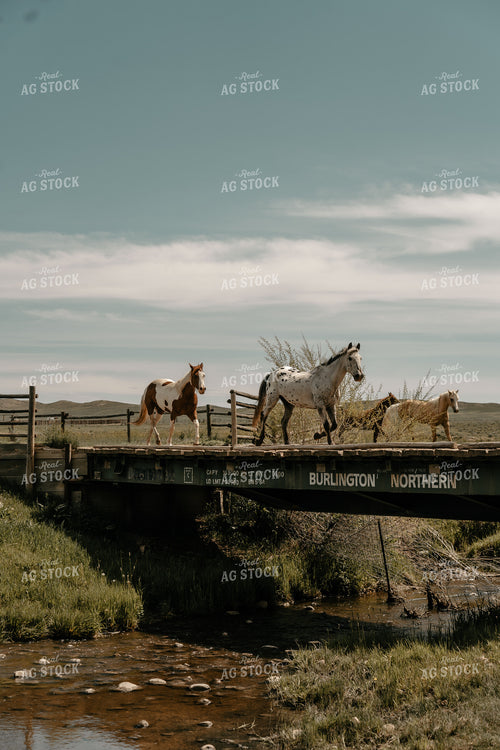 Horses Crossing Bridge 58204