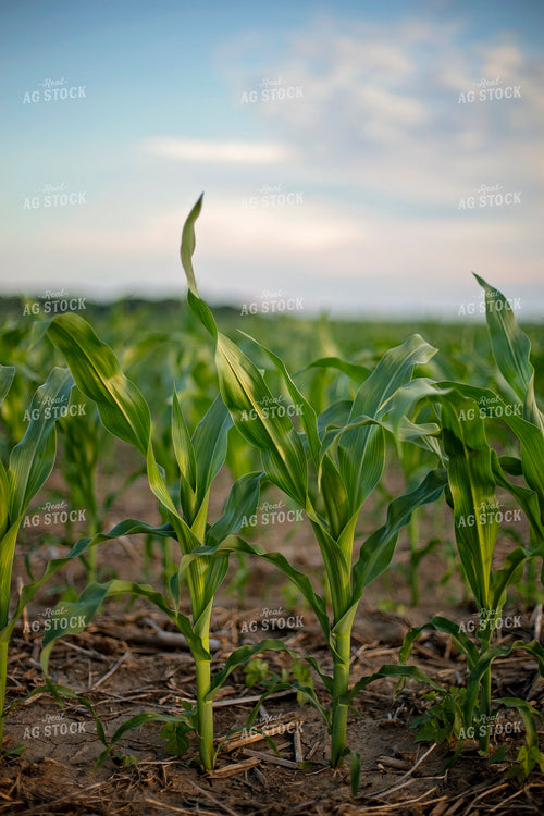 Mid-Season Corn 93022