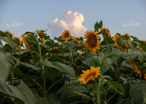 Sunflowers 160179