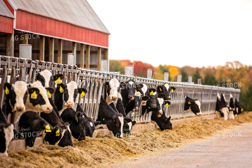 Dairy Cattle in Barn 55200