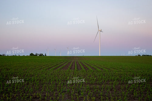 Corn Field with Windmills 67120