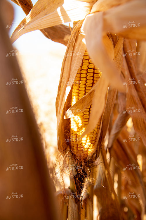 Dried Corn Waiting to be Harvested on a Sunny Day 25892