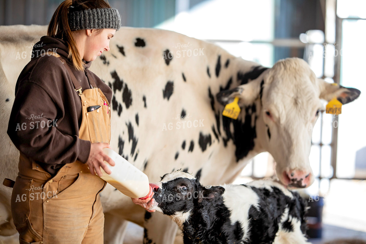 Bottle Feeding Holstein Calf 55390