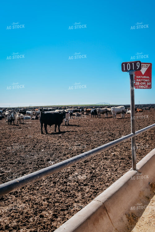 Cattle Feedlot Pen Number 56454