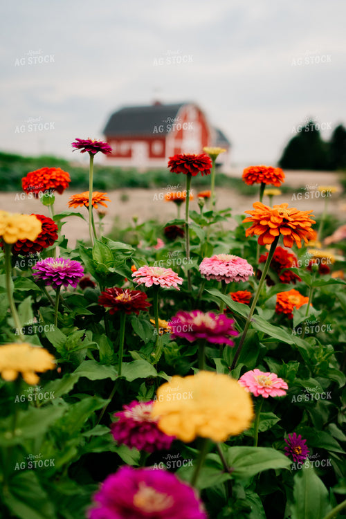 Zinnias 218058