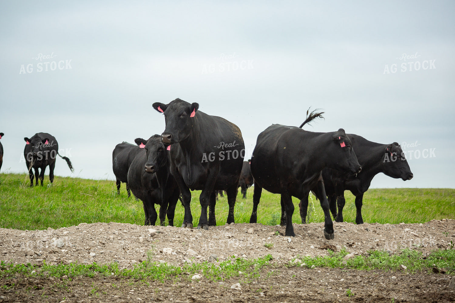 Cattle on Pasture 155614