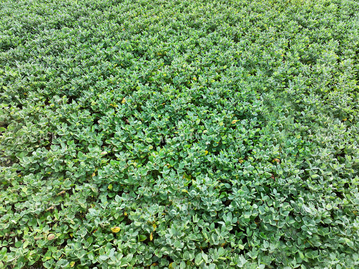 Soybean Field 141724