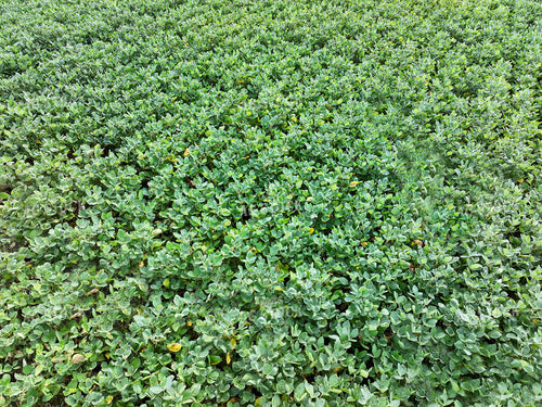 Soybean Field 141724