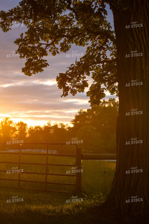 Sunset over Fence and Pasture 50499