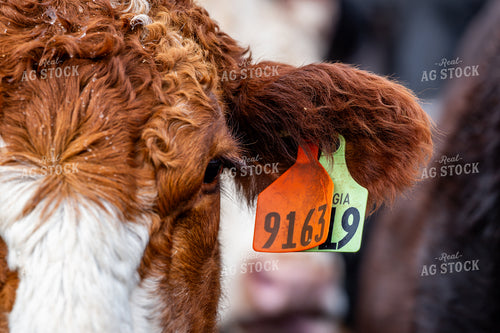 Ear Tags on Cattle 192044