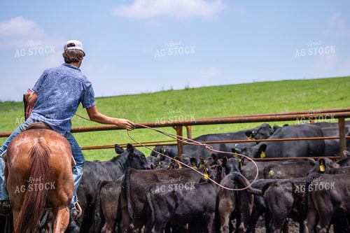 Rancher Roping Cattle 214199