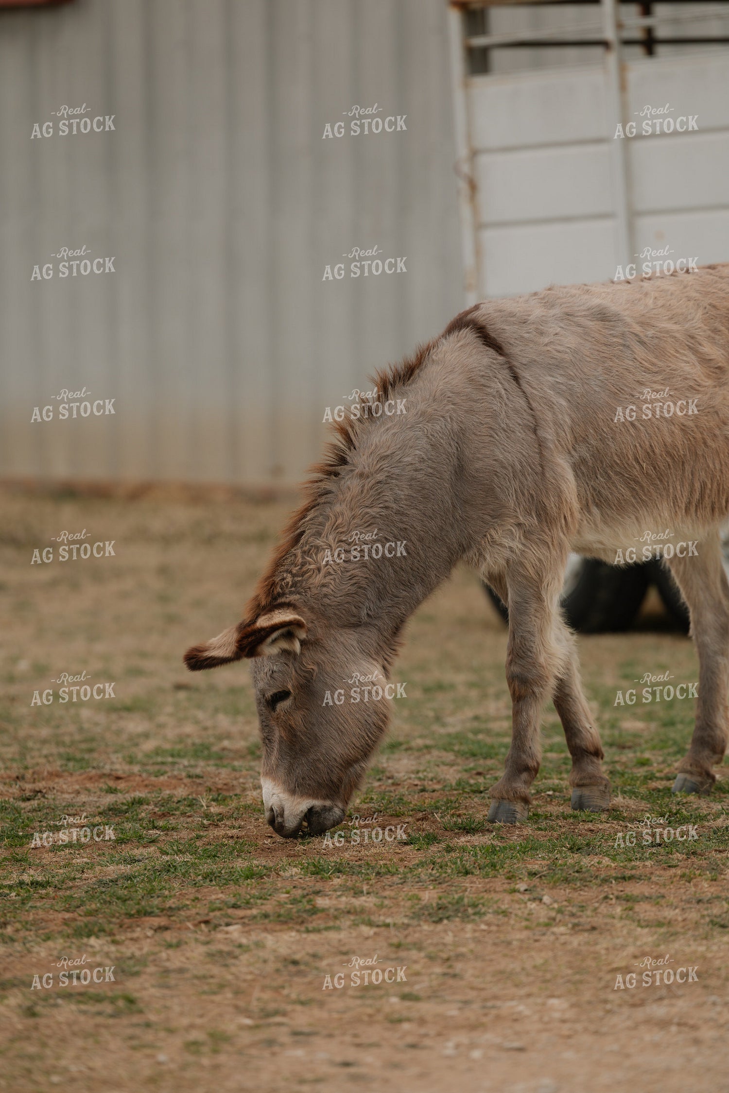 Donkey 205133