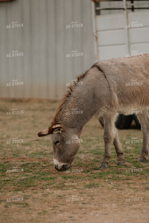 Donkey 205133
