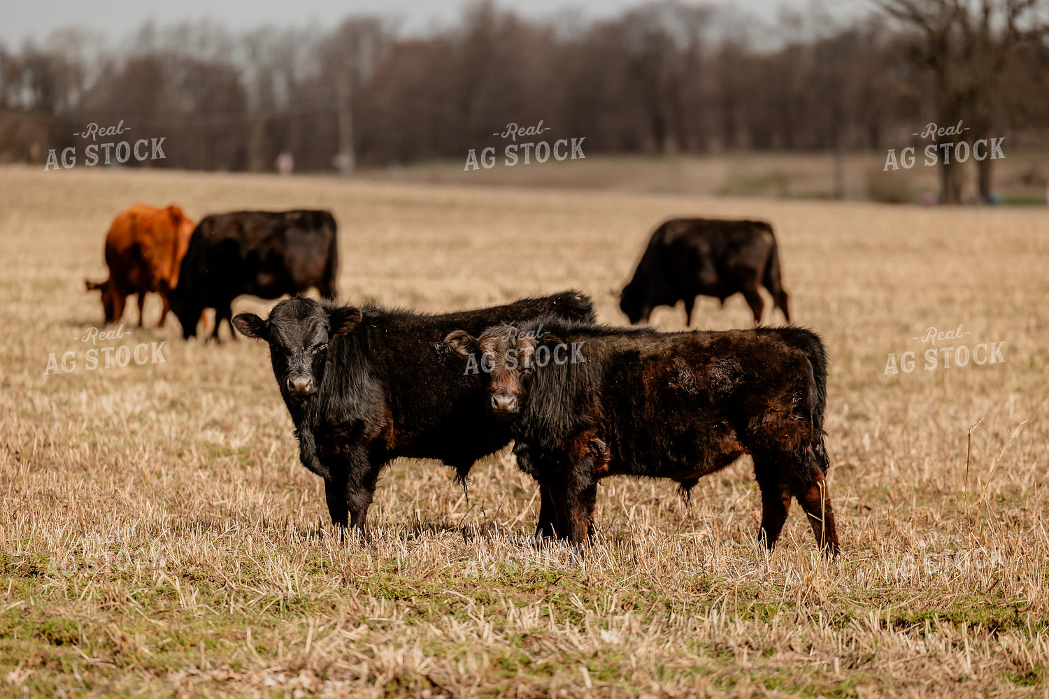 Black Angus Cattle Grazing 104052