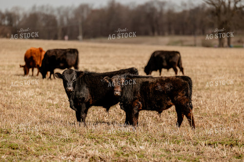 Black Angus Cattle Grazing 104052