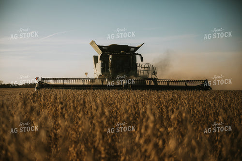 Soybean Harvest 7202